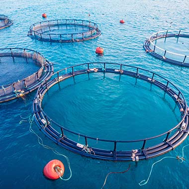 Akvakulturne mrežne ograde za gojene morske sadeže. Ribe potrebujejo raztopljeni kisik v vodi, vendar pa lahko prevelika količina povzroči bolezni.